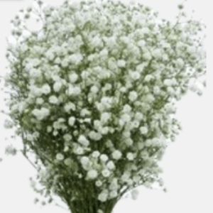 Gypsophilia Cosmic